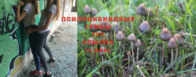 даркнет сайт  Ачинск  Псилоцибиновые грибы MAGIC MUSHROOMS 