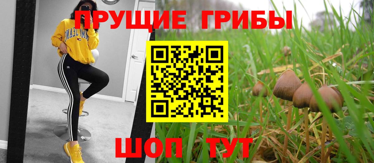 Псилоцибиновые грибы Psilocybine cubensis Ачинск